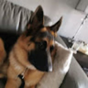 Meet your Posher, Brody